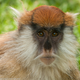 Patas monkeys have distinctive sideburns and whiskers
